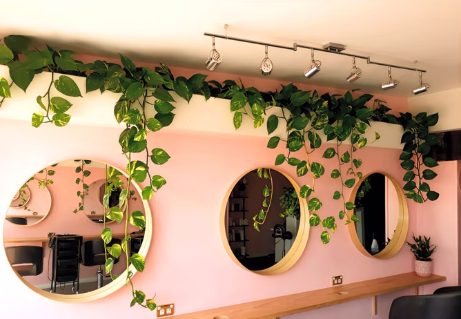 Greenstuff Indoor Plant Hire business photo